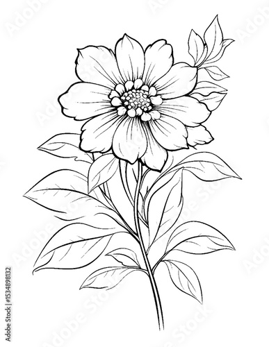 Black and white color pages