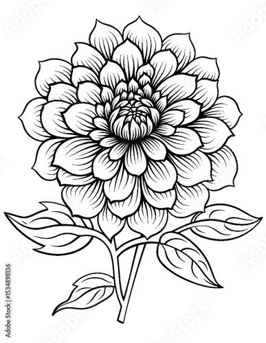Black and white color pages
