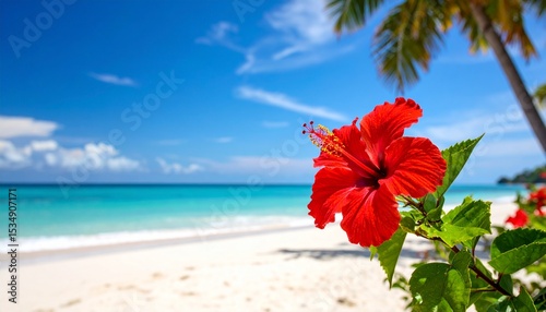 赤いハイビスカスと白い砂浜1