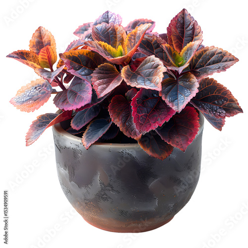 Vibrant foliage in a dark textured pot autumnal colors indoor plant