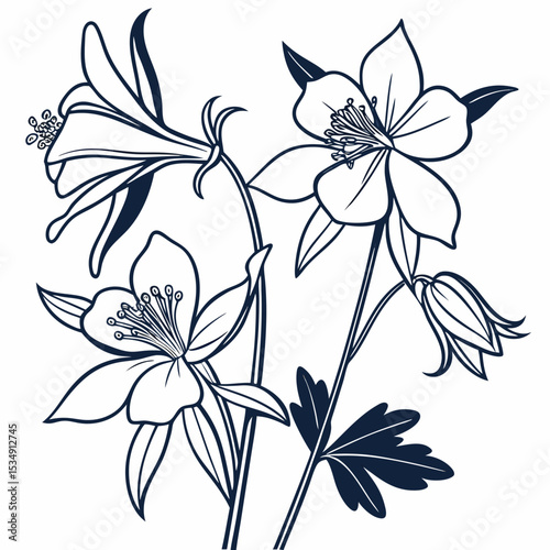 Quadro su tela vector illustration of a white columbine