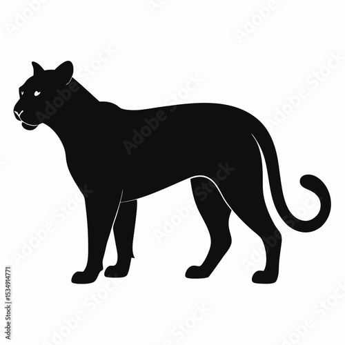 Cougar on white background 