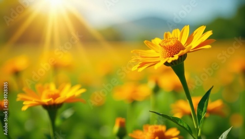Vibrant calendula blossoms in sunlit field Natural healing plant , marigold, rustic, macro