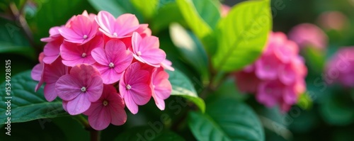 Vibrant pink hydrangea blooms, lush green foliage, romantic, bloom, colorful