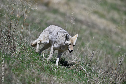 Young Coyote Strolling in the Bush