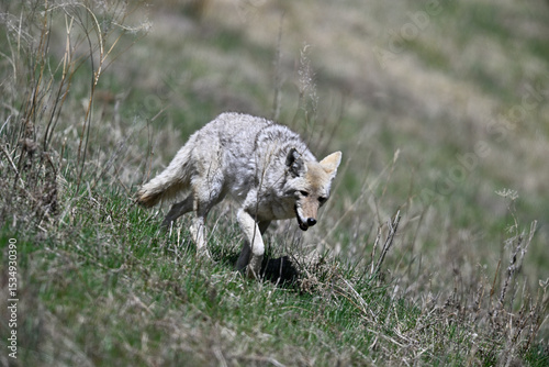 Young Coyote Strolling in the Bush