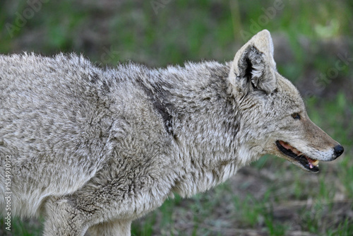 Young Coyote Strolling in the Bush