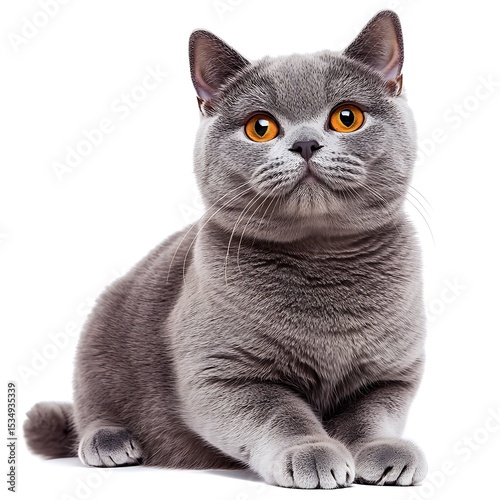 A stunning British Shorthair cat with mesmerizing orange eyes