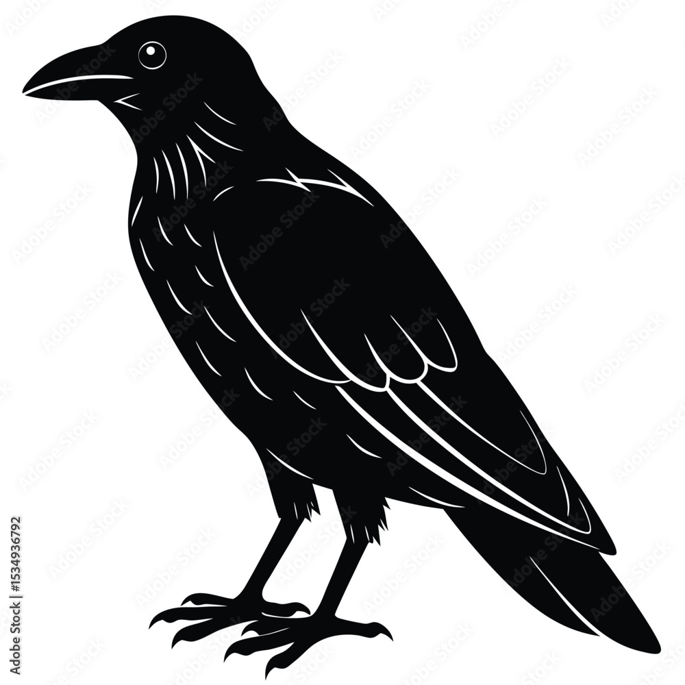 Fototapeta premium A black raven stands alone in profile on white background