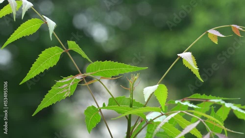 Neem plant with fresh green leaves, medicinal herb known for antibacterial properties, natural healing, organic agriculture, tropical tree foliage in sunlight.
