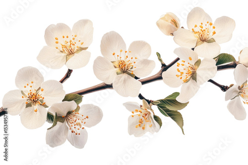 white cherry blossom