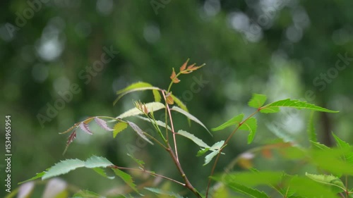 Neem plant with fresh green leaves, medicinal herb known for antibacterial properties, natural healing, organic agriculture, tropical tree foliage in sunlight.