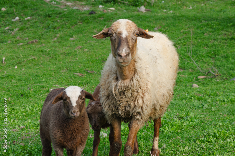 Fototapeta premium Sheep and lamb walking on the paddock in summer