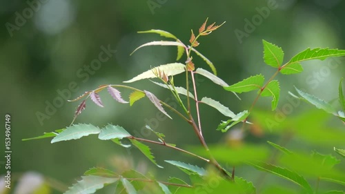 Neem plant with fresh green leaves, medicinal herb known for antibacterial properties, natural healing, organic agriculture, tropical tree foliage in sunlight.