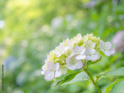 梅雨から初夏の公園や花壇を彩るアジサイのある風景。雨上がりの爽やかな光。木漏れ日の光でボケた景色。ぼんやりした花畑のイメージ