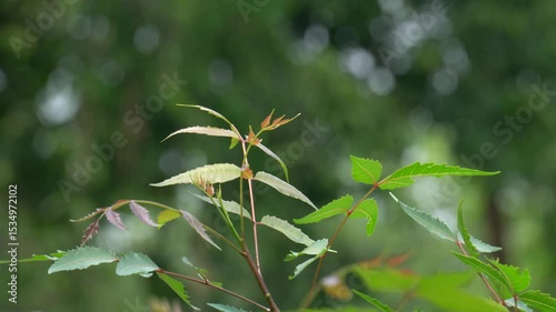 Neem plant with fresh green leaves, medicinal herb known for antibacterial properties, natural healing, organic agriculture, tropical tree foliage in sunlight.