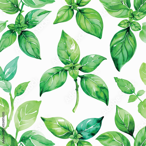 Fresh Basil Leaves Watercolor Illustration. Green Herb Botanical Kitchen Wall Art.
