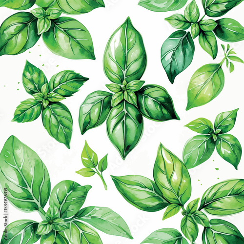 Fresh Basil Leaves Watercolor Illustration. Green Herb Botanical Kitchen Wall Art.