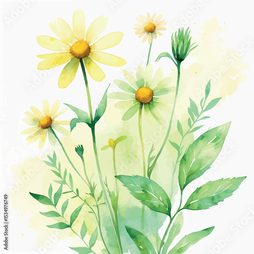 Ethereal Chamomile and Lemon Balm Watercolor. Pastel Yellow and Green Herbal Tea Illustration.