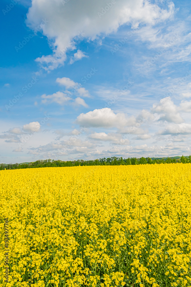 Obraz premium 北海道 菜の花畑 安平町