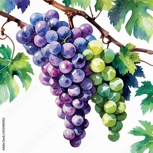 Watercolor bunch of grapes in purple and green with vine details on white background