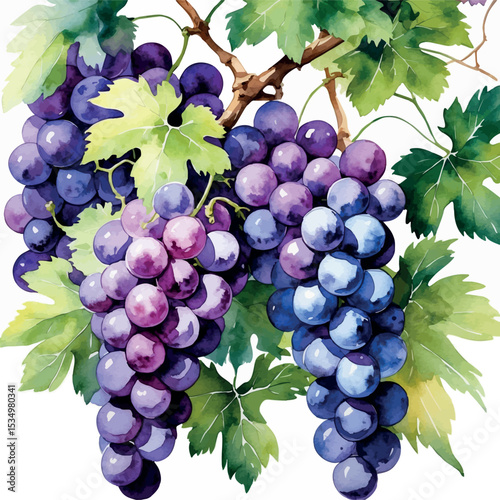 Watercolor grapes illustration with purple and green bunches and vine leaves in realistic style