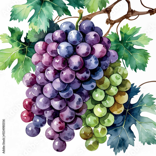 Watercolor grapes illustration with purple and green bunches and vine leaves in realistic style
