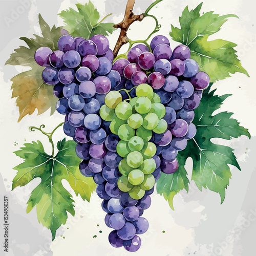 Watercolor grapes illustration with purple and green bunches and vine leaves in realistic style