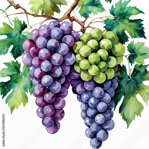 Watercolor grapes illustration with purple and green bunches and vine leaves in realistic style