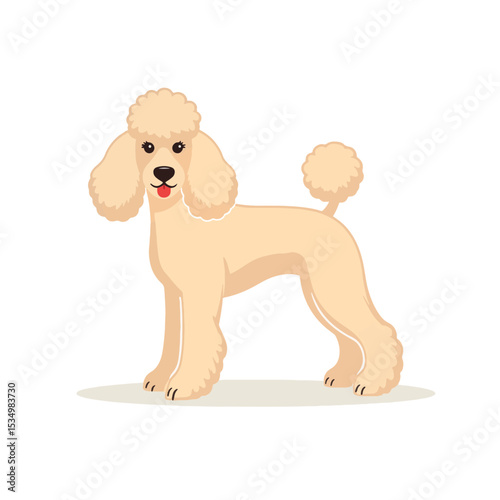 Elegant cream poodle standing on grooming table, canine care concept
