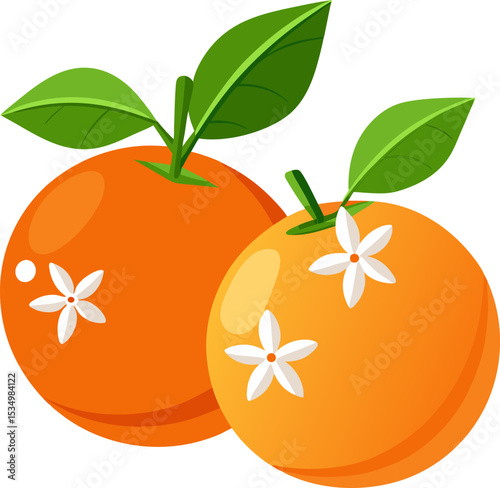set of two oranges with blossom flower and green l (1).eps