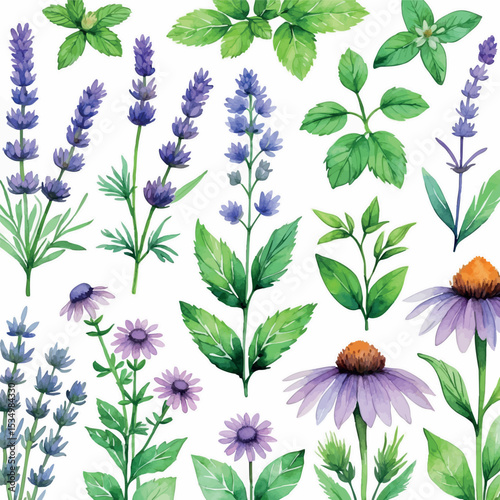Watercolor medicinal plants and herbs collection illustration. Botanical naturopathy ingredients with soft colors isolated on white background.