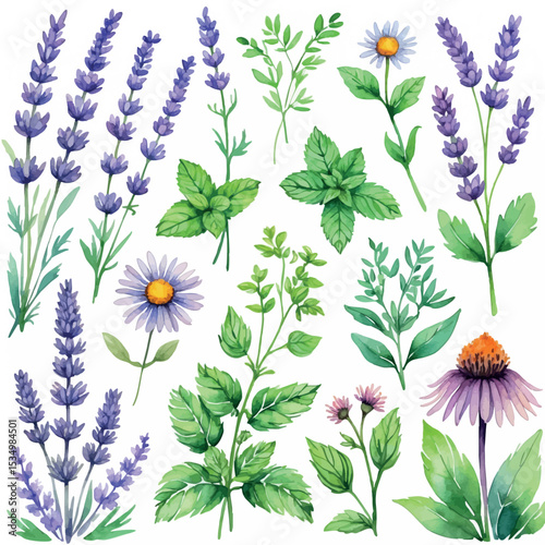 Watercolor medicinal plants and herbs collection illustration. Botanical naturopathy ingredients with soft colors isolated on white background.