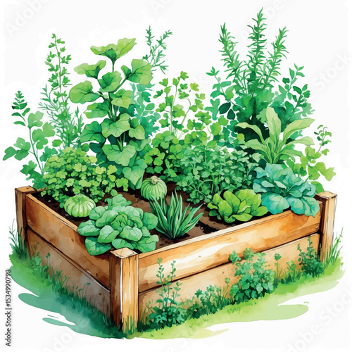 Watercolor vegetable garden with raised beds and herbs handpainted and isolated illustration