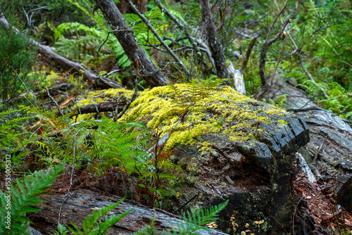 Yellowy-green moss and fungi on fallen timber on the forest floor, Cradle Mountain - Lake St Clair National Park, Tasmania, Australia
