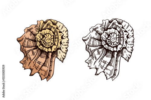 Hand drawn vintage sketch of exotic seashell in pastel beige and brown color, isolated vector illustration set