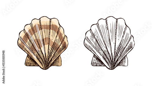 Hand drawn vintage sketch of scallop seashell with striped beige color version and monochrome outline, vector illustration set