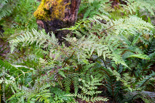 Bat's wing fern (histiopteris incisa) in cool climate rainforest, Cradle Mountain - Lake St Clair National Park, Tasmania, Australia photo