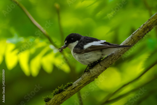 The beautiful male flycatcher as a food deliverer photo
