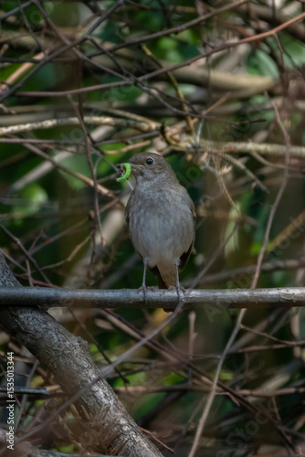 Common nightingale (Luscinia megarhynchos) sits on a branch