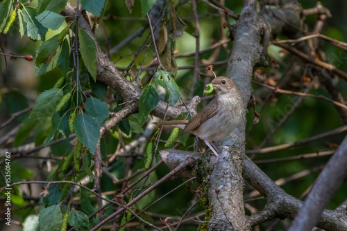 Common nightingale (Luscinia megarhynchos) with worm