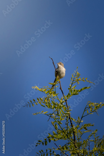 Common Whitethroat, Sylvia communis. A bird sings