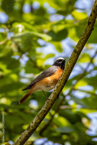 Bird Phoenicurus phoenicurus with an orange tail and black