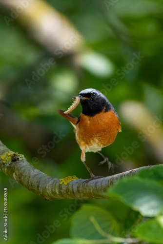 Redstart with insects for the kids