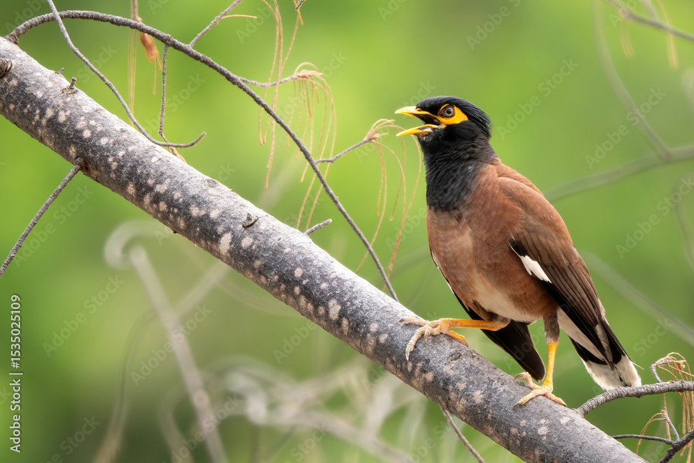 Fototapeta premium Common Myna - Acridotheres tristis, common perching bird from Asian gardens and woodlands, Vietnam.
