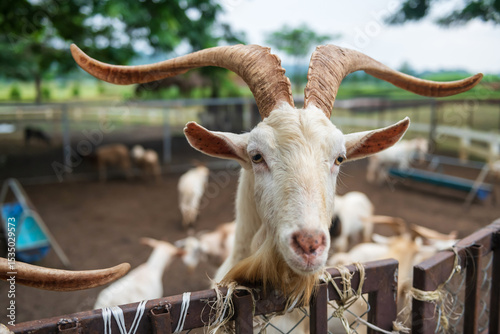 white goat with big horn in outdoor stable beg for grass food