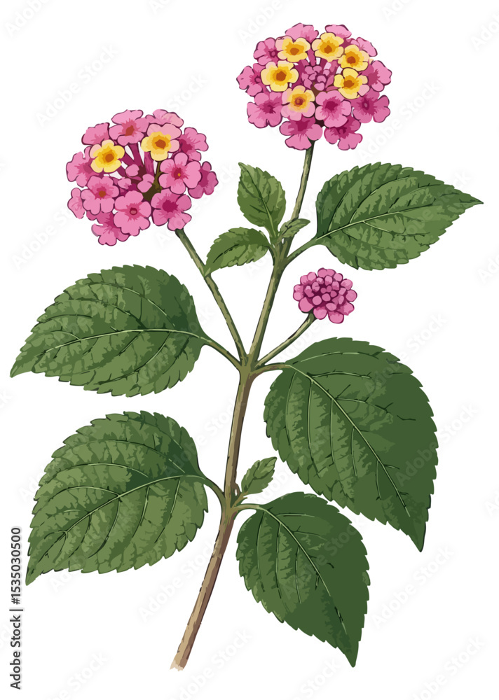 Lantana camara