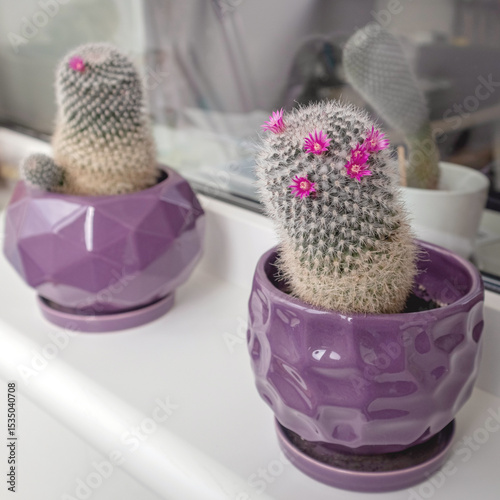 Spring on the balcony