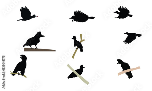 Amazonian umbrellabird bird Silhouette Design  And Vector Illustration. 