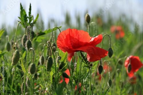 eine rote Mohnblüte inmitten vieler Knospen